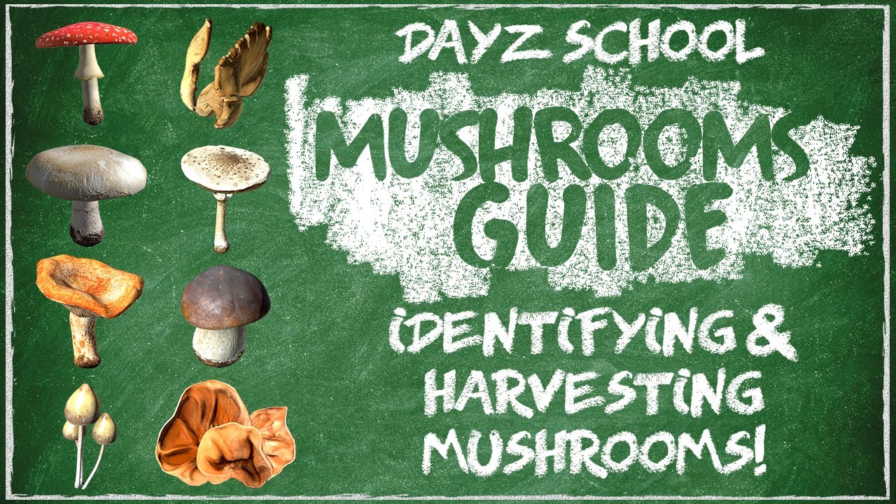 DayZ Mushrooms Guide
