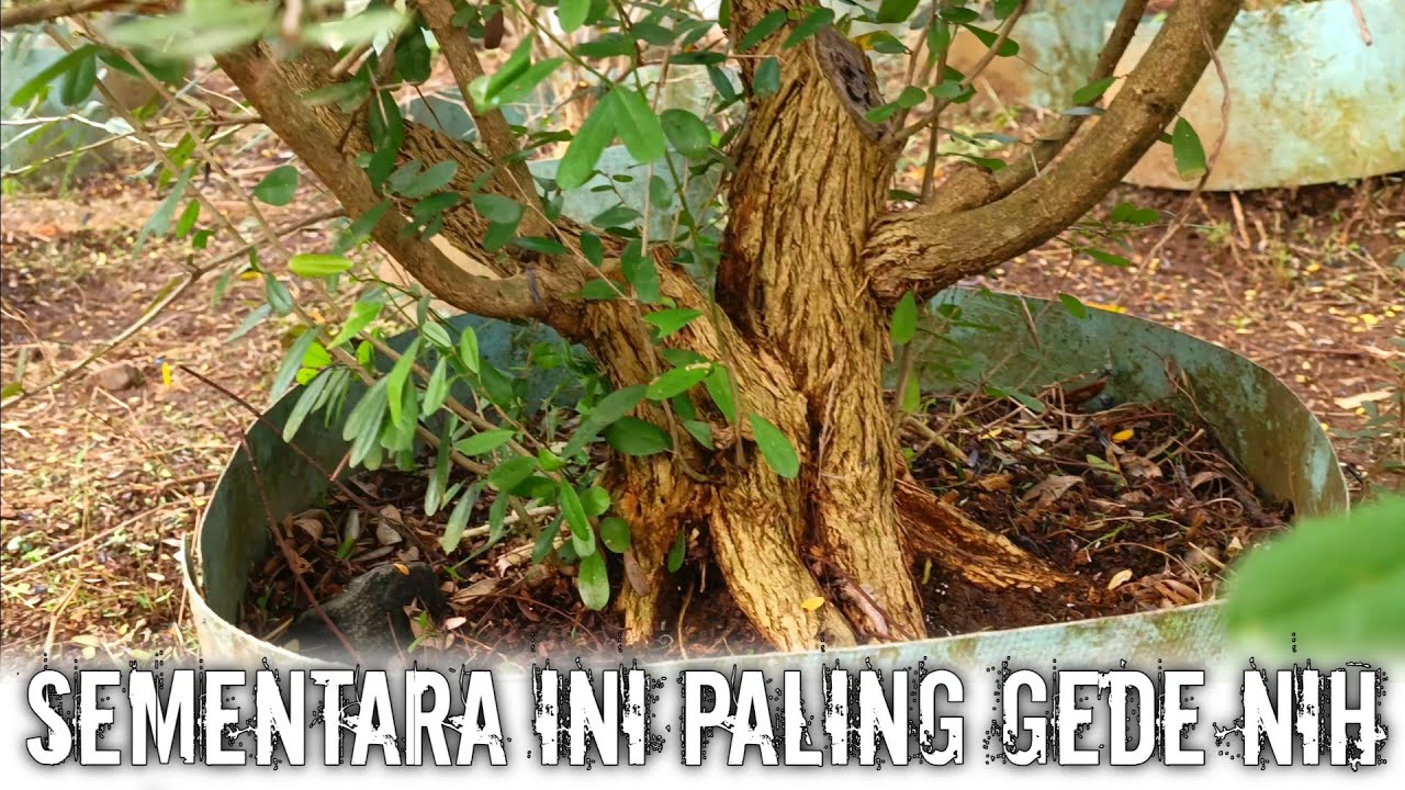Ternyata ada yang gedenya Program Bonsai Saeng Simbur Vietnam