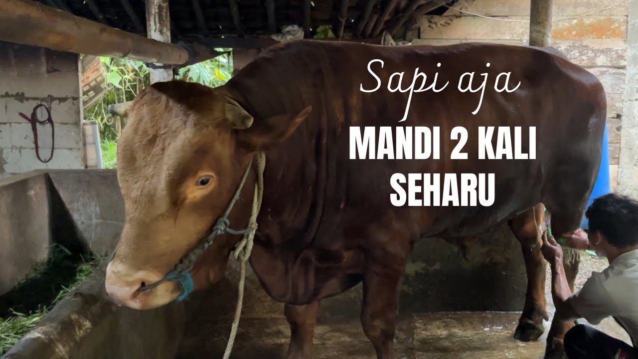 Begini Rasanya Memandikan Sapi Limosin Raksasa di Kampung!
