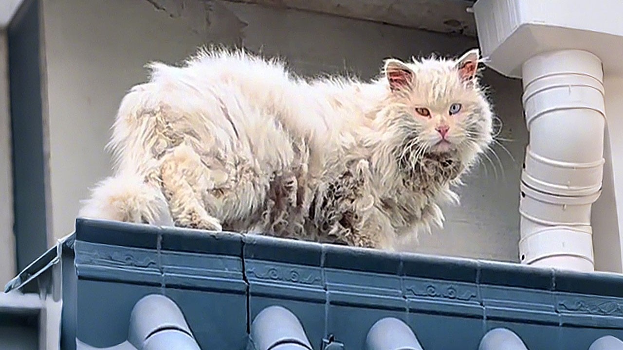 Разноглазый бездомный кот ввалился ко мне во двор, словно падший принц, умоляя о кусочке еды.