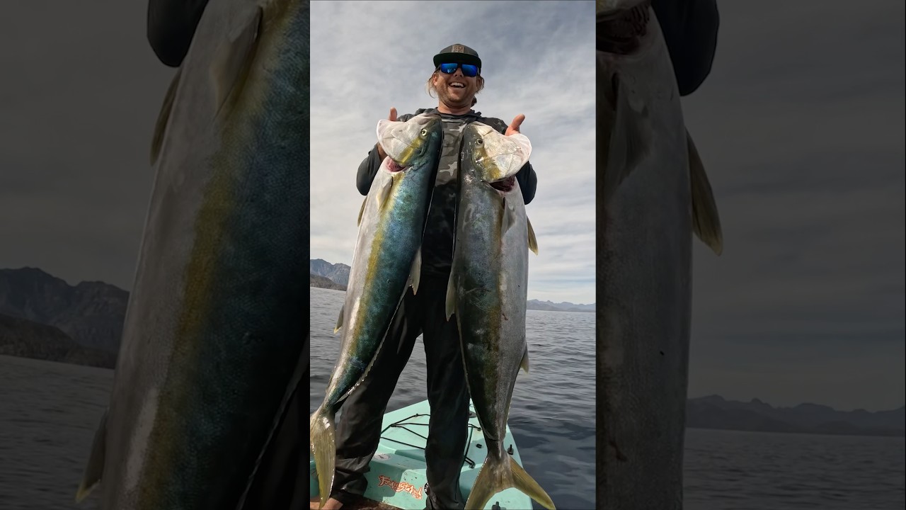 Рыбалка на желтохвоста Baja Yellowtail на моем скифе Solo. #рыбалка #рыба #видеорыбалки #рыбалкаж...