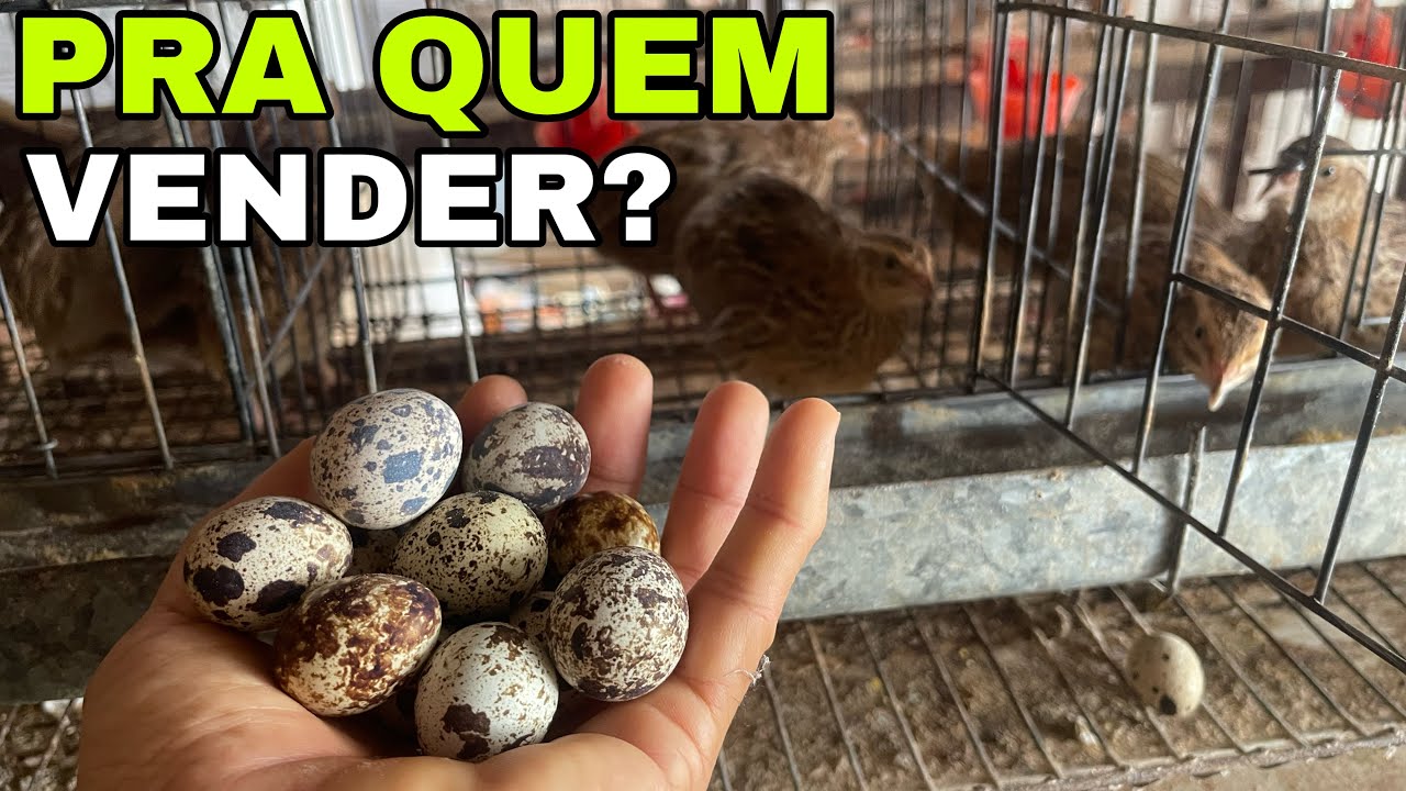NÃO VOU MAIS CRIAR CODORNAS PORQUÊ NÃO TENHO PRA QUEM VENDER?