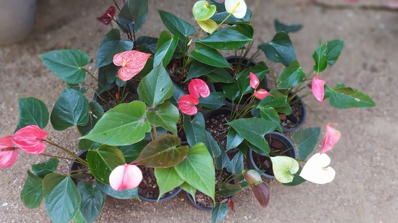 දුර්ලභම වර්ග 11 කින් මල් පිරැණු මව් ශාක  අරන් පැල හදලා දෙන්න කැමති අයට තවත් ව්‍යාපෘතියක් ගෙනාවා.