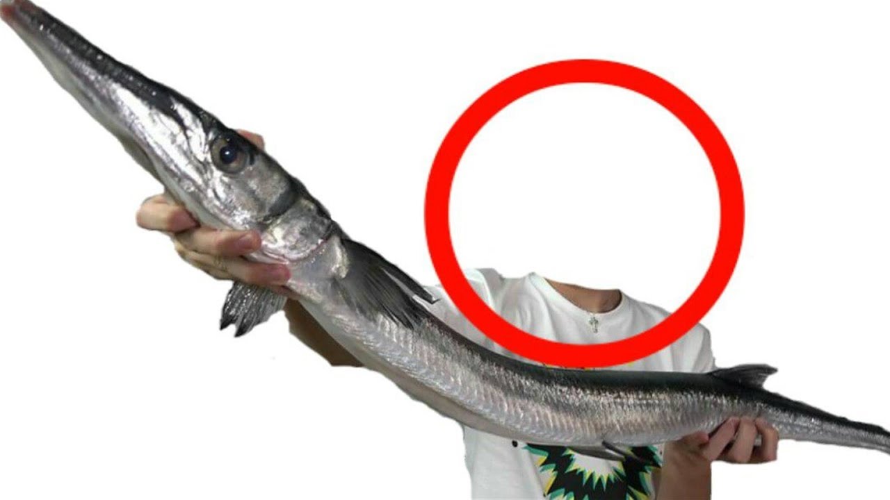 人をおそう巨大魚『オキサヨリ』をさばいたら、寄生されていた。