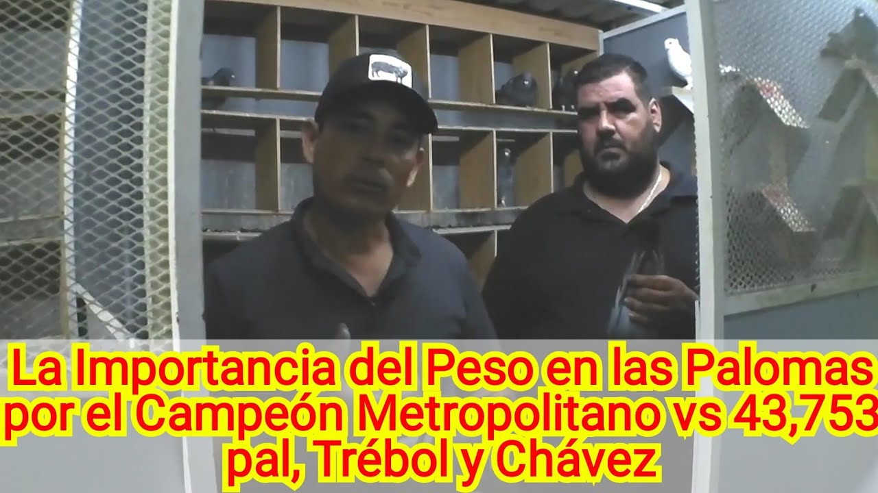 The Importance of Weight in Pigeons for the Metropolitan Champion vs. 43,753 pal, Trébol and Chávez