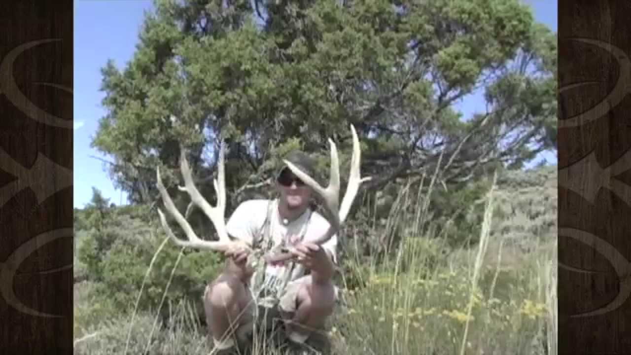 Giant Mule Deer Shed Antlers Picked Up - MossBack