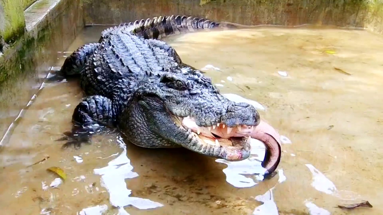 Nơi ở mới của cá sấu, đi câu cá và con rắn lạ (Phần 3) | Crocodile’s new home (part3)