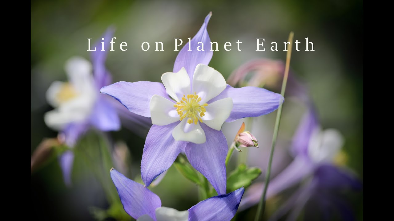 Abraham Hicks 💜  The meaning and purpose of your life here on planet earth  🌎