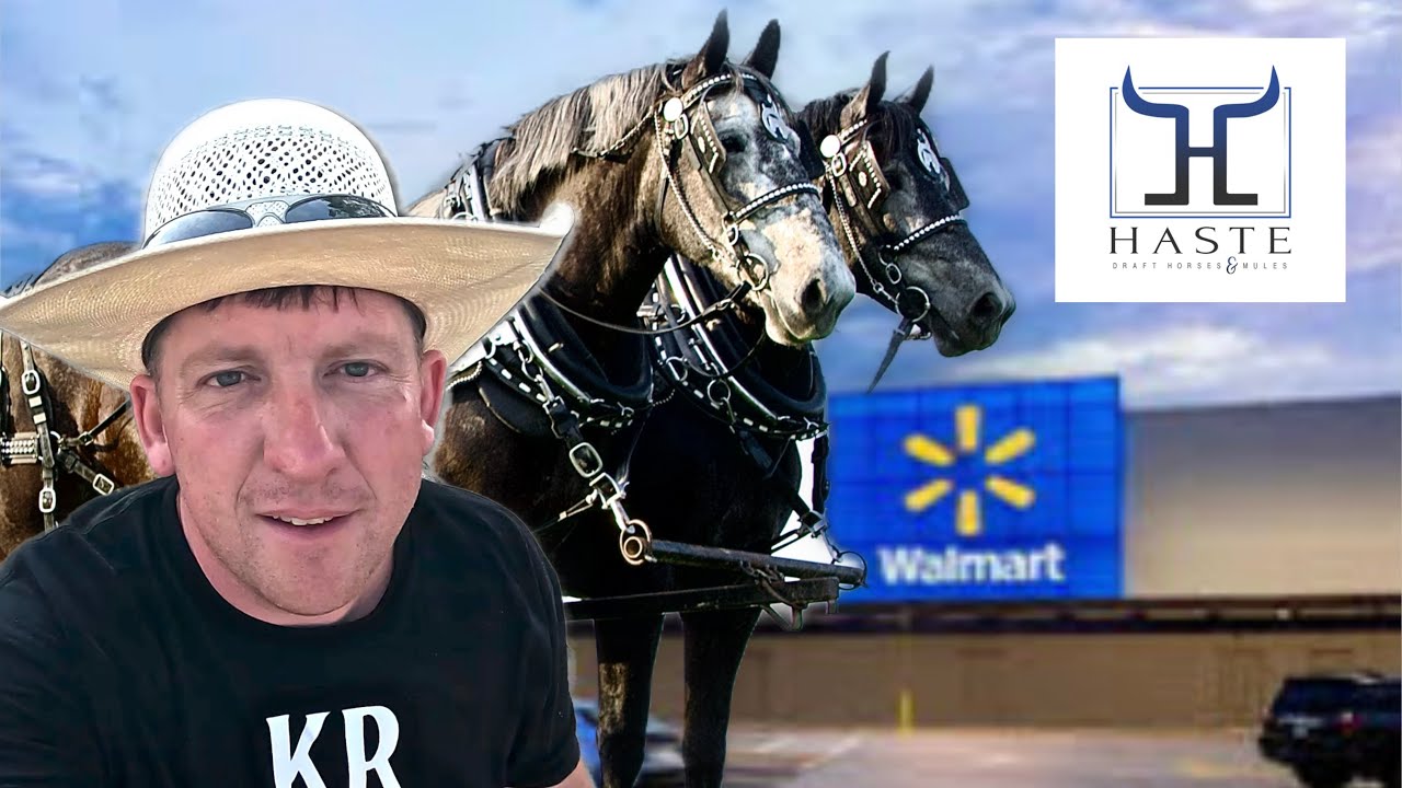 Driving DRAFT HORSES to Walmart on Highways! Will We Survive?