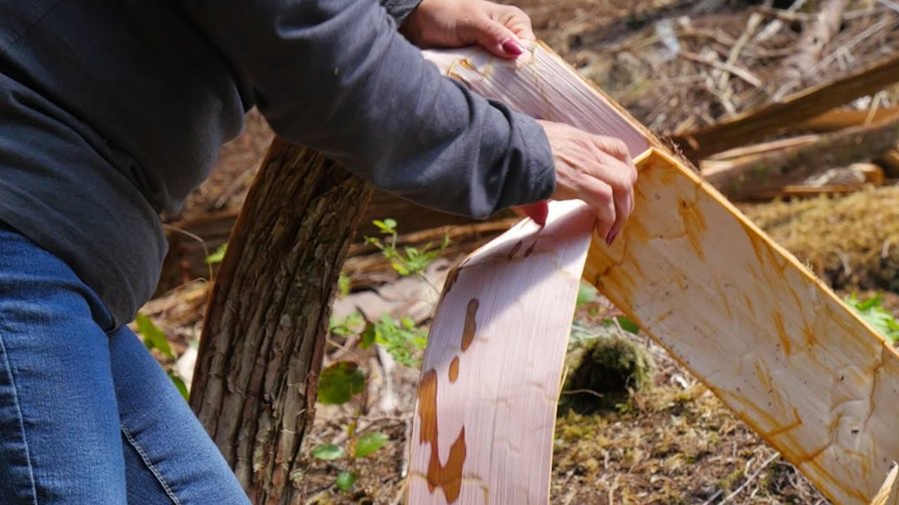 Cedar Harvesting with Surrey Schools