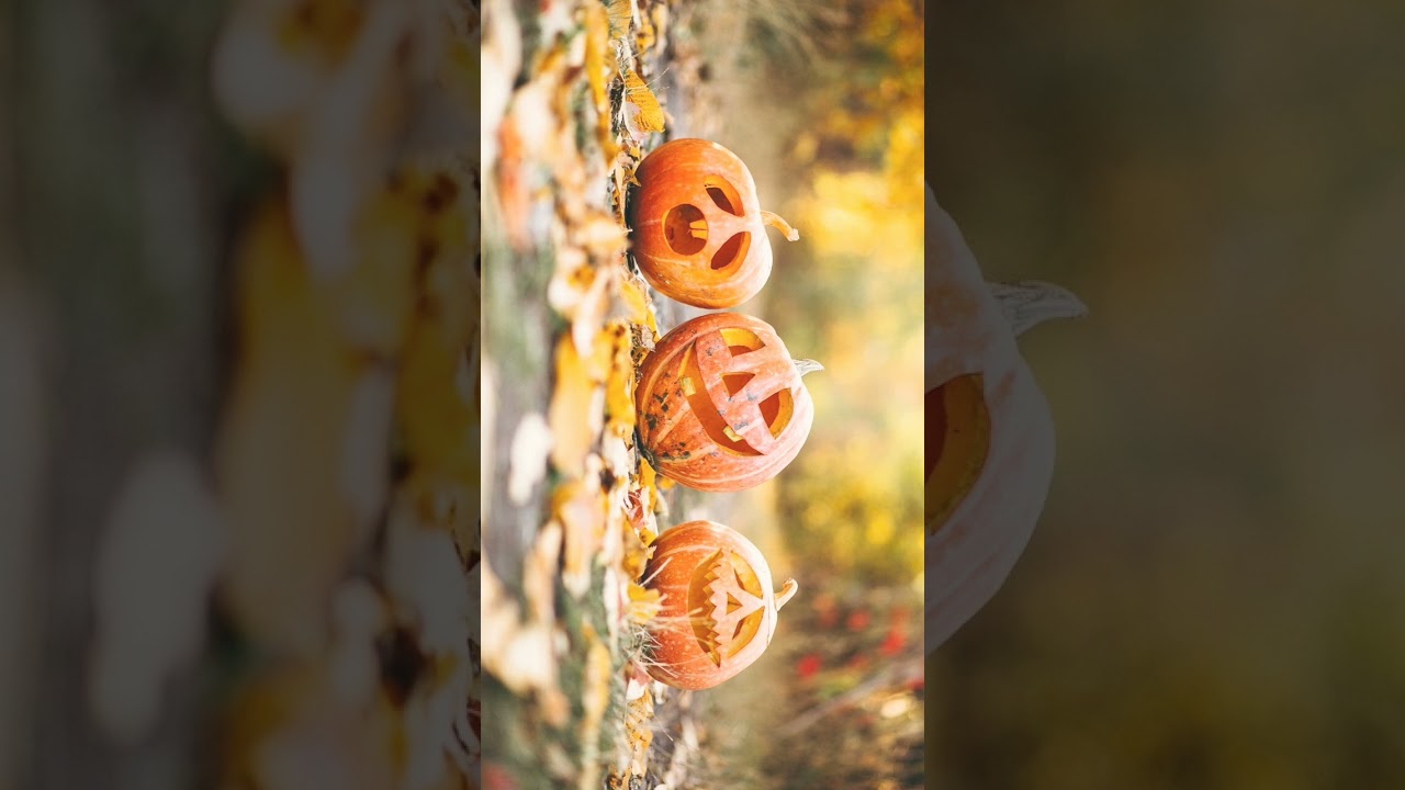 &sup1;🌹⁷☆&bull;⁵ Gourd, Cucurbits (Cucurbitaceae)