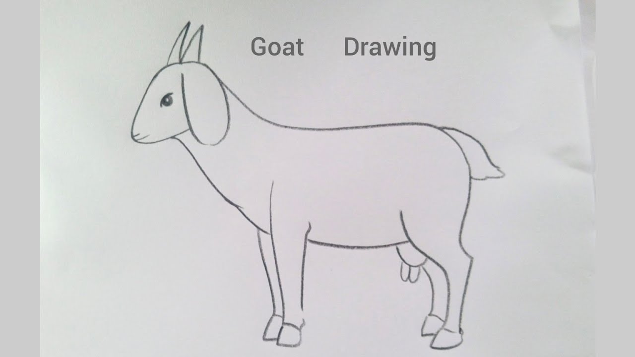how to draw goat drawing easy step by step@Kids Drawing Talent