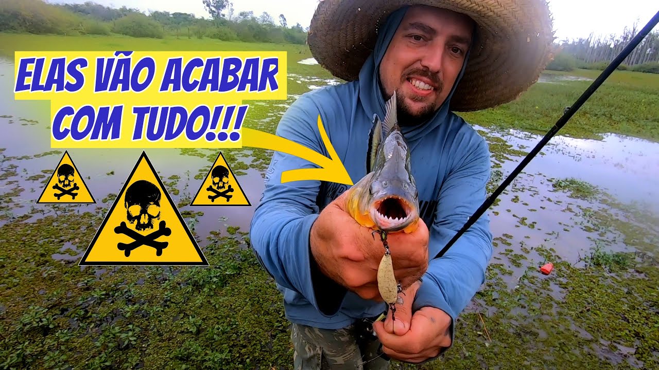 🎣🔥 PESCARIA DE TRAÍRA? QUE NADA! OLHA O QUE ACONTECEU NESSE ALAGADO DO RIO GRAVATAÍ! #pescadetraira 