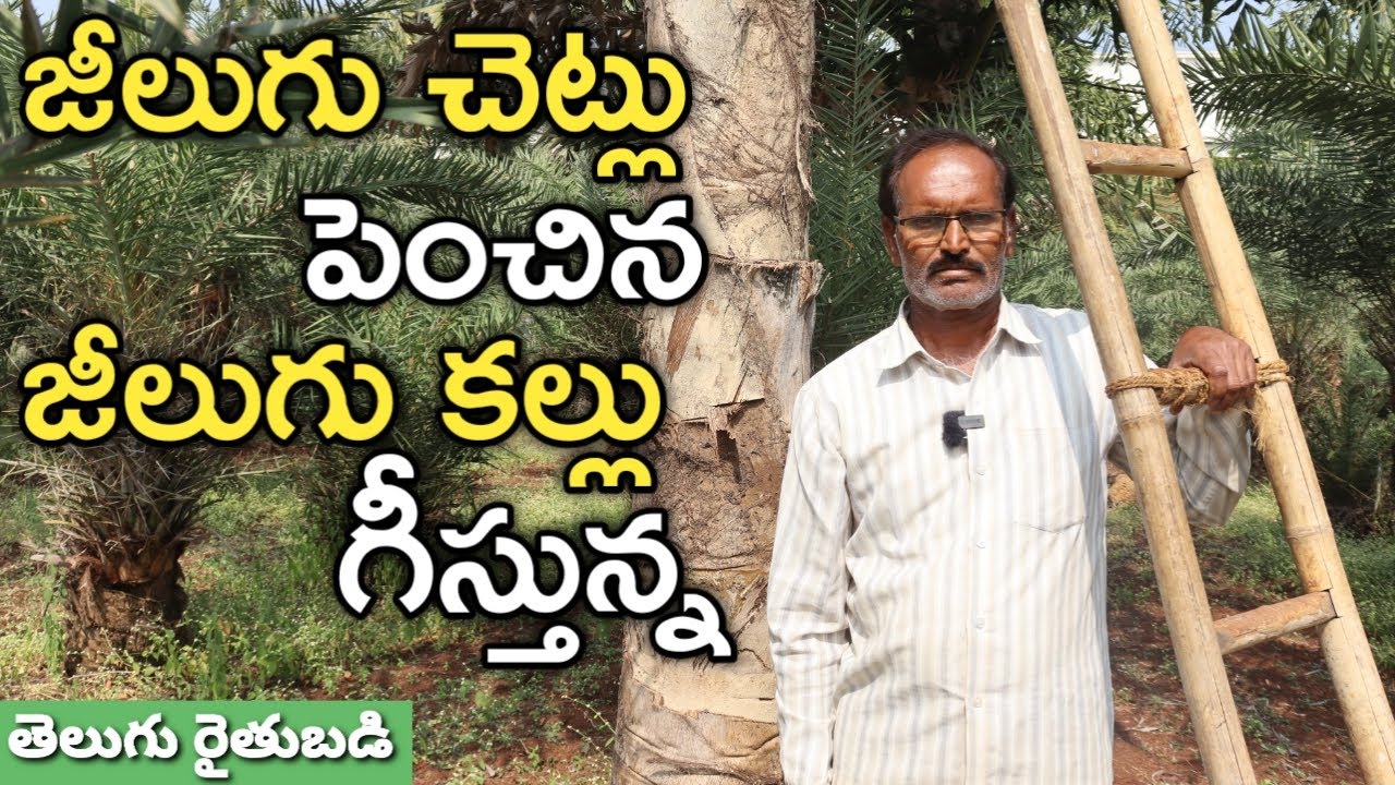 జీలుగు తోట పెంచిన.. జీలుగు కల్లు తీస్తున్న | రైతు బడి