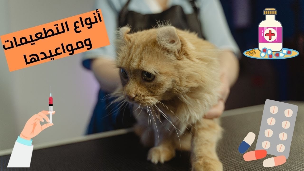 تطعيمات القطط بالأسعار عام 2022 وماهى الأوقات المناسبة ؟ .( (الحلقة العاشرة من سلسلة المربى الجديد )