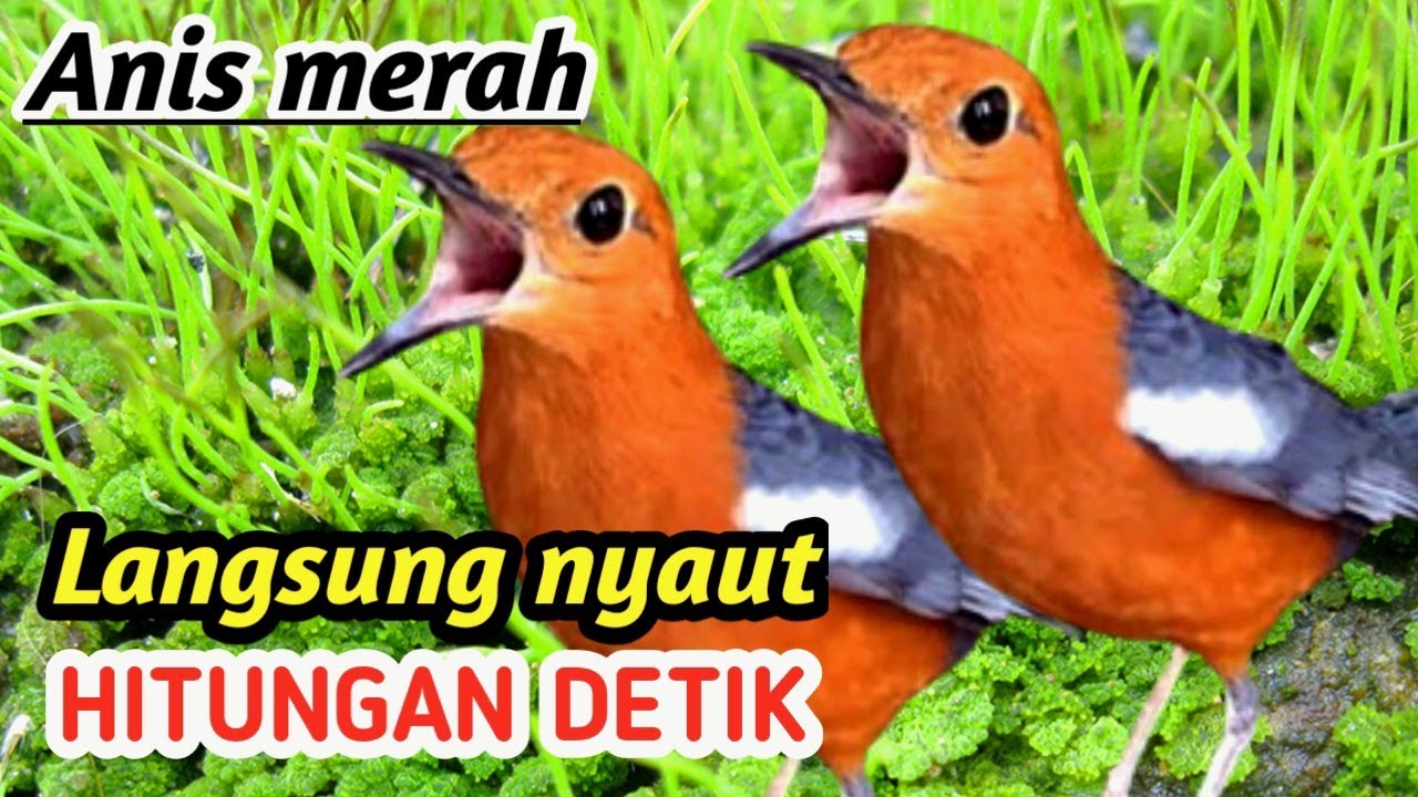 Masteran Anis Merah Durasi Panjang Non Stop 1/2 Jam – Red Bird Training Audio 4K
