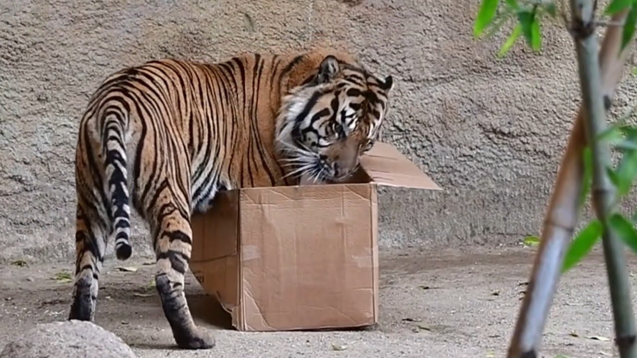Tigers Love Boxes Too! Watch This Big Kitty in Action! 🐯