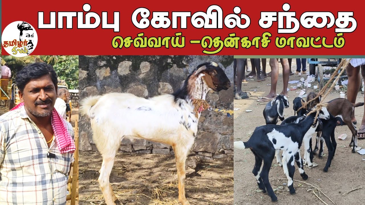 4-03-2025/ பாம்பு கோயில் சந்தை தென்காசி மாவட்டம் / today's market price