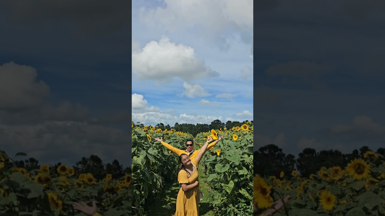 Sunflower with my one and only love my wife. traveling together in sunflower farm