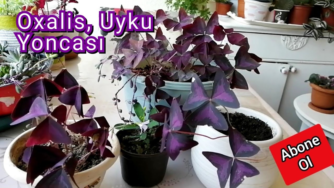 Oxalis. Uyku Yoncası, süs Yoncası. Bakımı, Çoğaltılması ve saksı değişimi