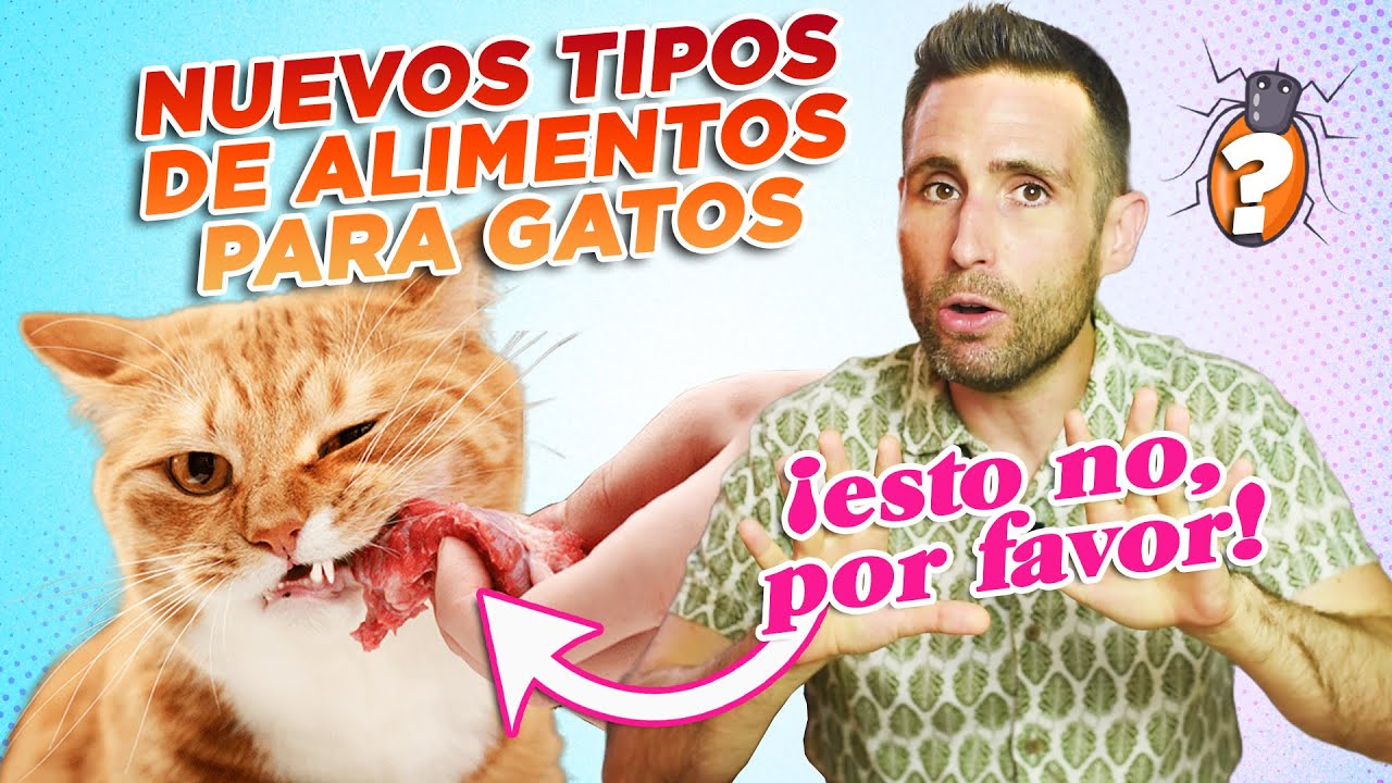 BARF🥩 comida FRESCA🍲 y alimento seco A BASE DE INSECTOS🐛 para GATOS 😼 | Nuevos tipos de alimentaci&oacute;n
