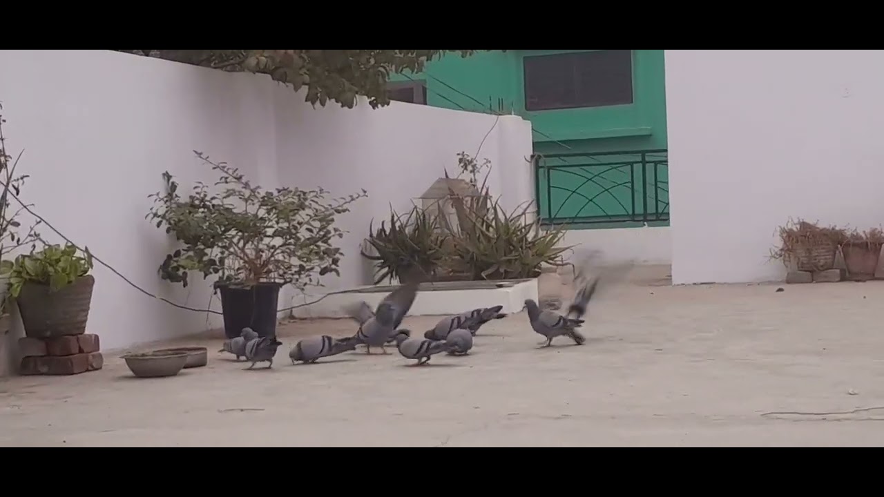 Kabutar ko dana khilane se milti h man ko shanti.....
