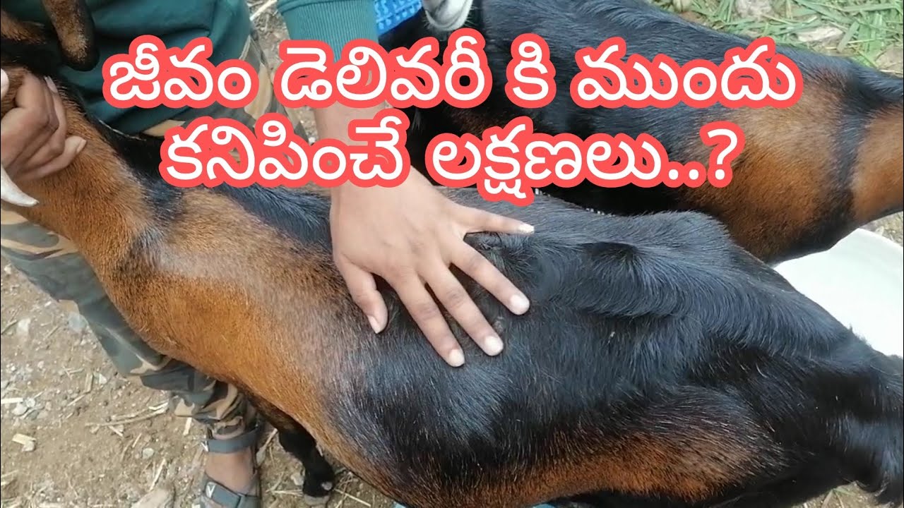 Animal Delivery Symptoms | Goat farming | My Farms