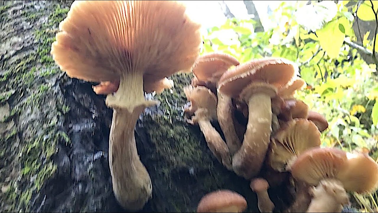 Mono Cliffs: Limestone n' Mushroom walk