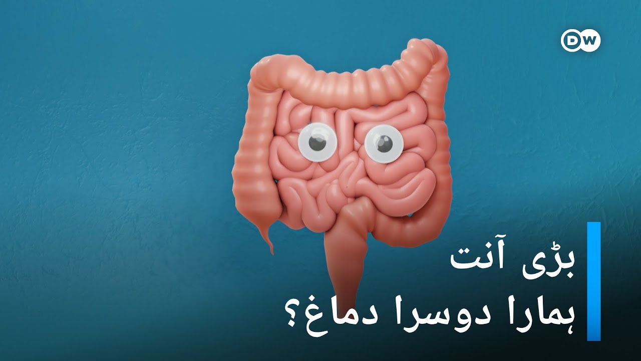 کیا بڑی آنت ہمارا دوسرا دماغ ہے؟ |DW Urdu How Our large Intestine works