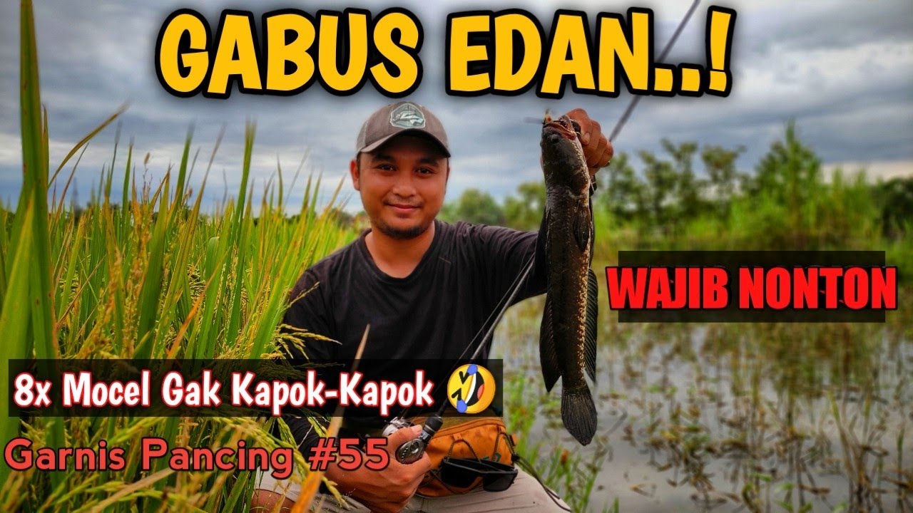 TIPS NGENTUL GABUS || Yang Awalnya Gak Mau Nyambar Sampai Jadi GANAS SEKALI || Garnis Pancing #55