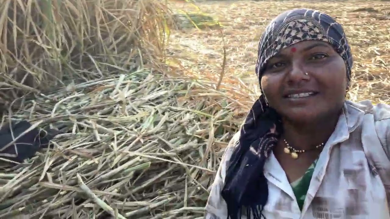 वाढ तोडाय आलो जर आमी सोता बैल गाडी आसती तर दुसर्याला ऊस देयची पाळी आली नसती 🤔🙉