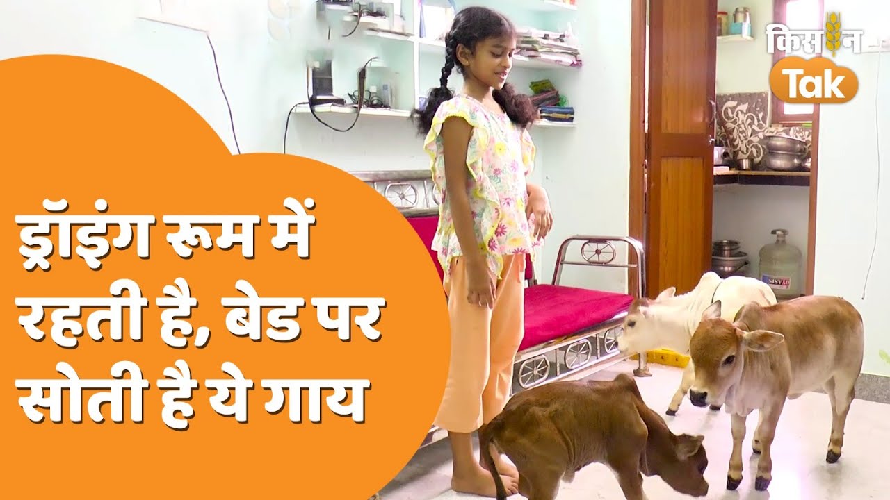 Punganur Cow: इस वीडियो में जानें दुनिया की सबसे छोटी गाय की कहानी | Desi Cow Breed | Kisan Tak