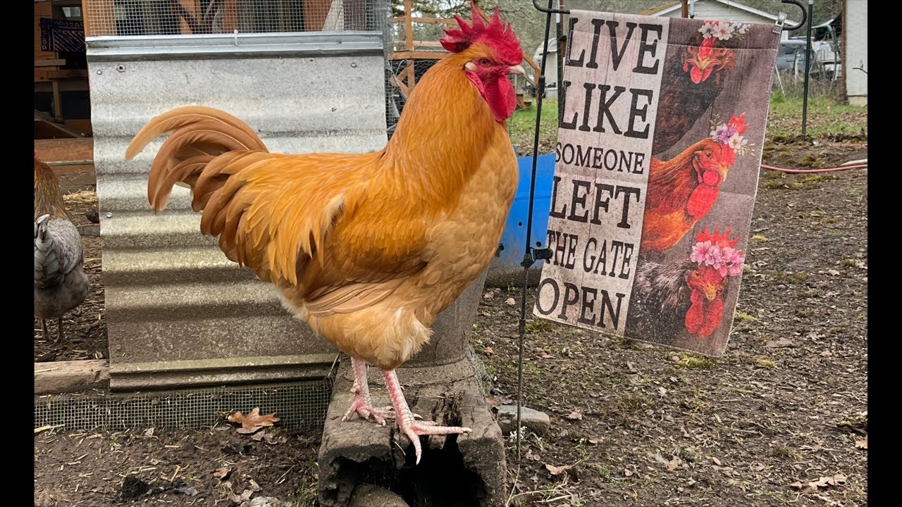 Clucky Chickens Live! Rainy Days With The Chickens ~ Relaxing