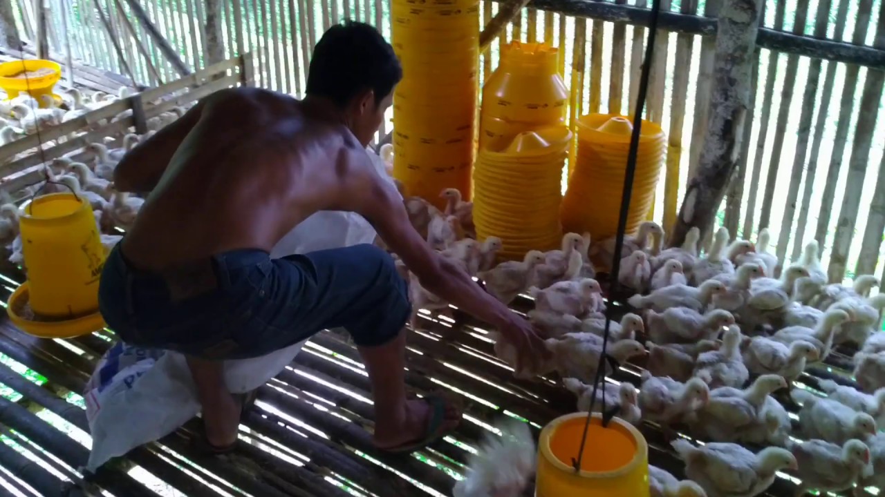 Penimbangan di umur 18 hari !! MENGAPA AYAM BROILER BISA KERDIL