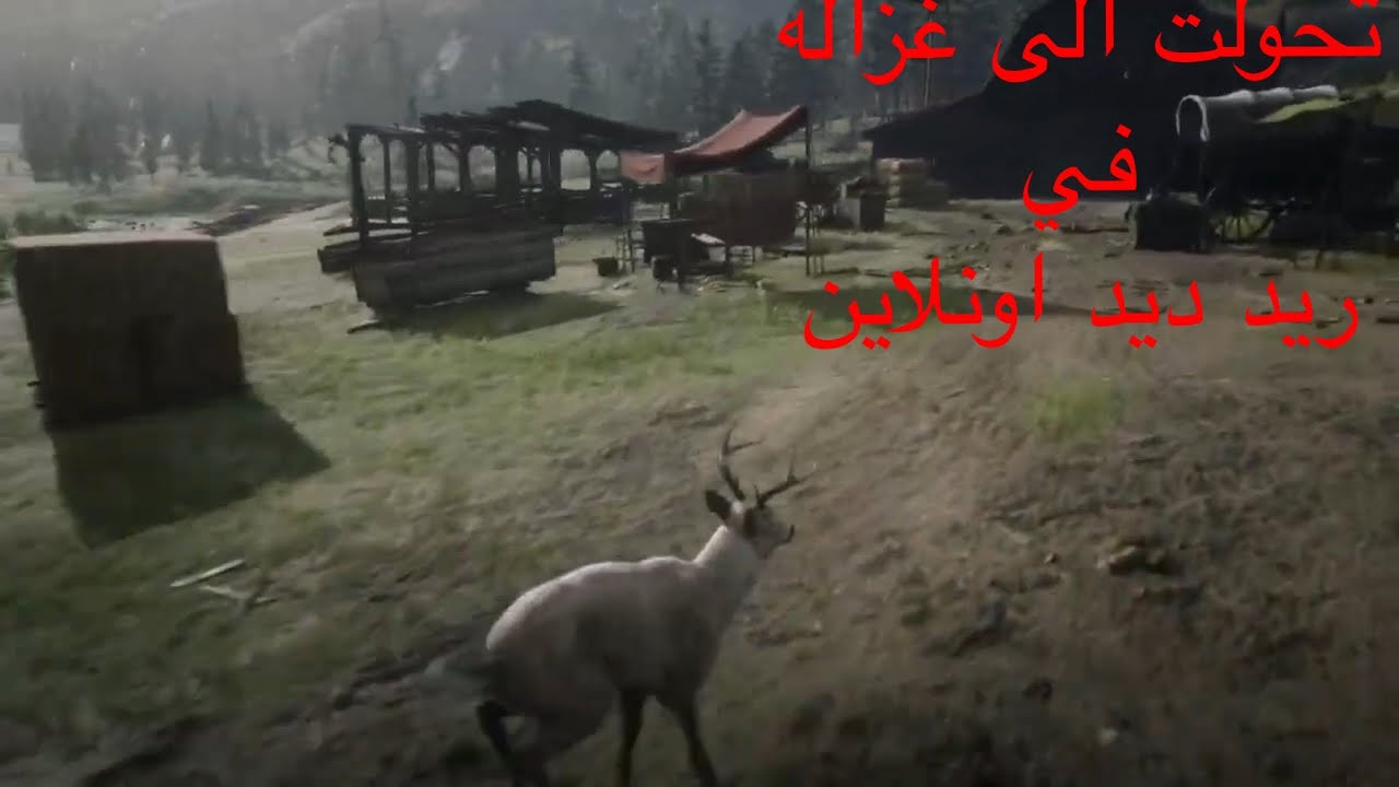 كيف تتحول لغزالة في ريد ديد اونلاين وخمس اماكن نباتات الهاريتوم