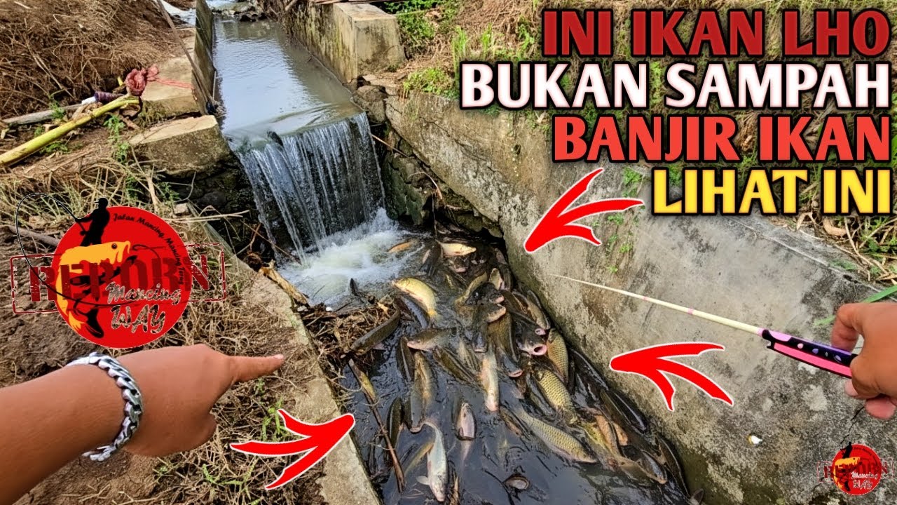 BANJIR IKAN LAGI...!!! Dikira Sampah Ternyata Banjir Ikan Auto Panen Mancing Ikan Plung Nyut