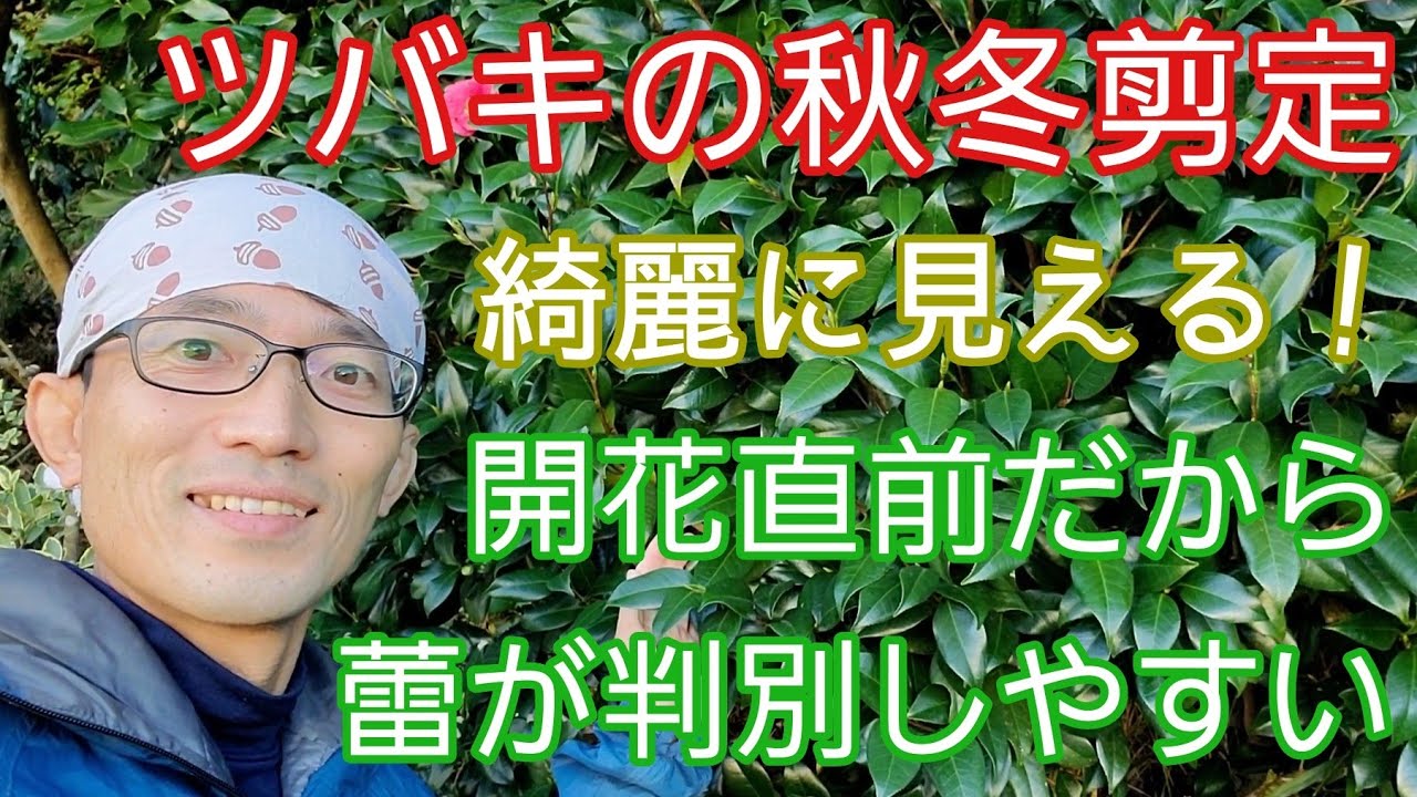 【ツバキ(椿)の剪定②】花&蕾のある秋冬の時期に行うと効果的な手入れ🌺🍃