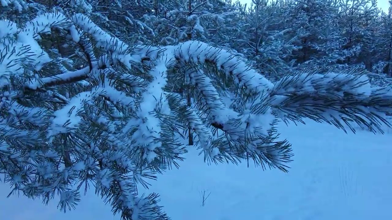 Winter Forest Ambience: Sunny Forest Scenery