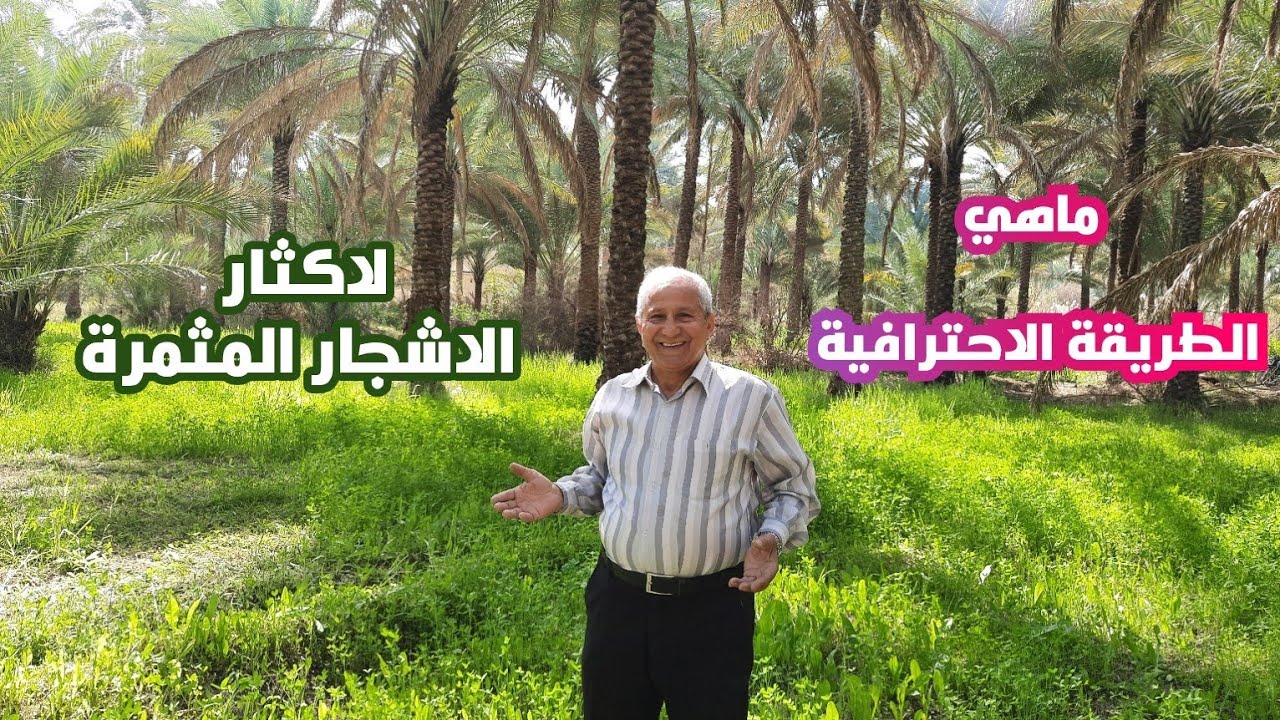 تعرفوا على الطريقة الاحترافية لاكثار الاشجار المثمرة من قبل الفلاحين في احد بساتينهم . 
