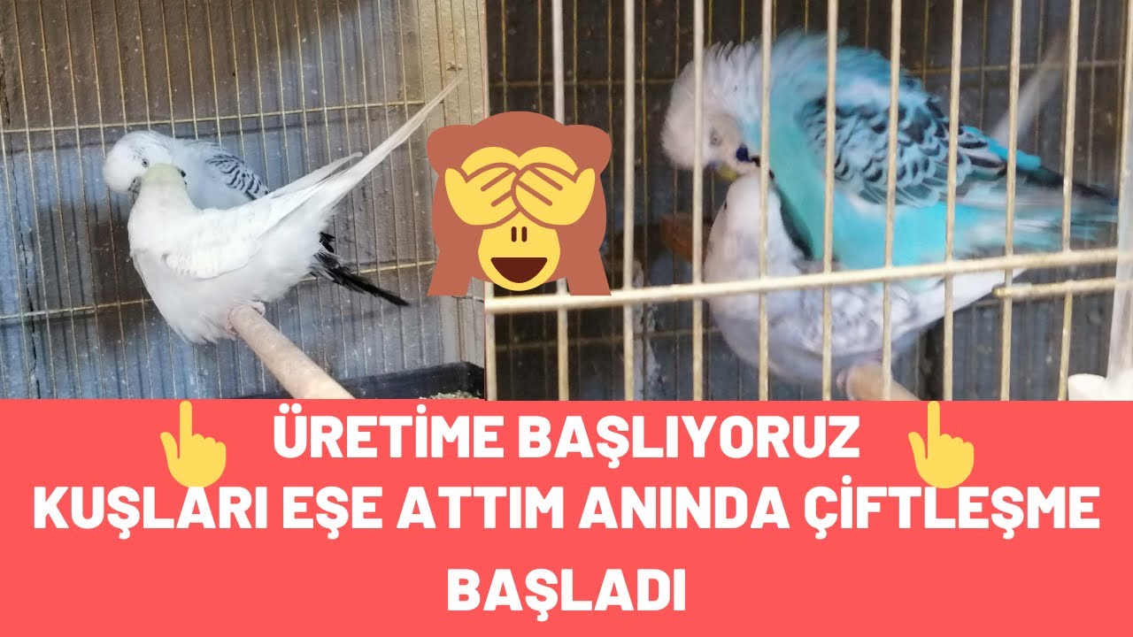 KUŞLARI EŞE ATTIM ANINDA ÇİFTLEŞTİ ÜRETİME HIZLI BAŞLADIK | MUHABBET KUŞU ÇİFTLEŞTİRME!!