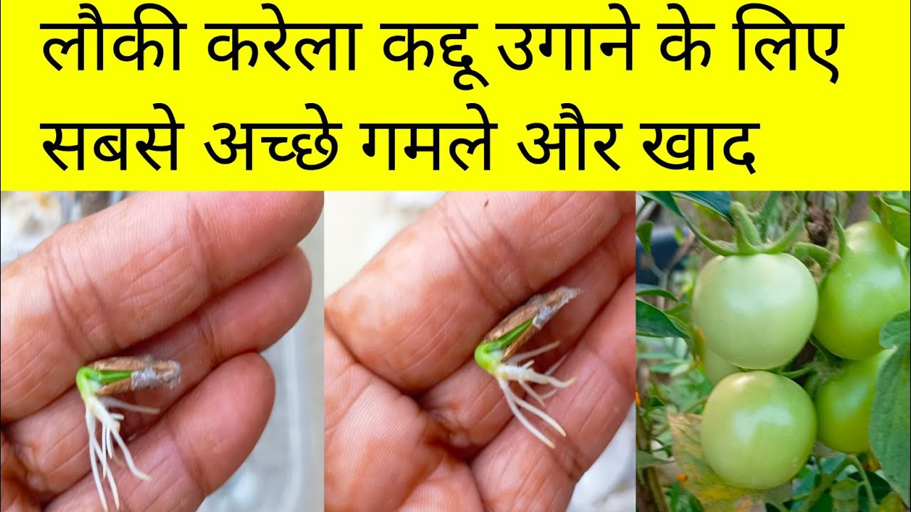घर पर गमले में लौकी करेला और कद्दू उगाने का सबसे आसान तरीका/How To Grow Summer Vegetables🍈🍐🥒 At Home
