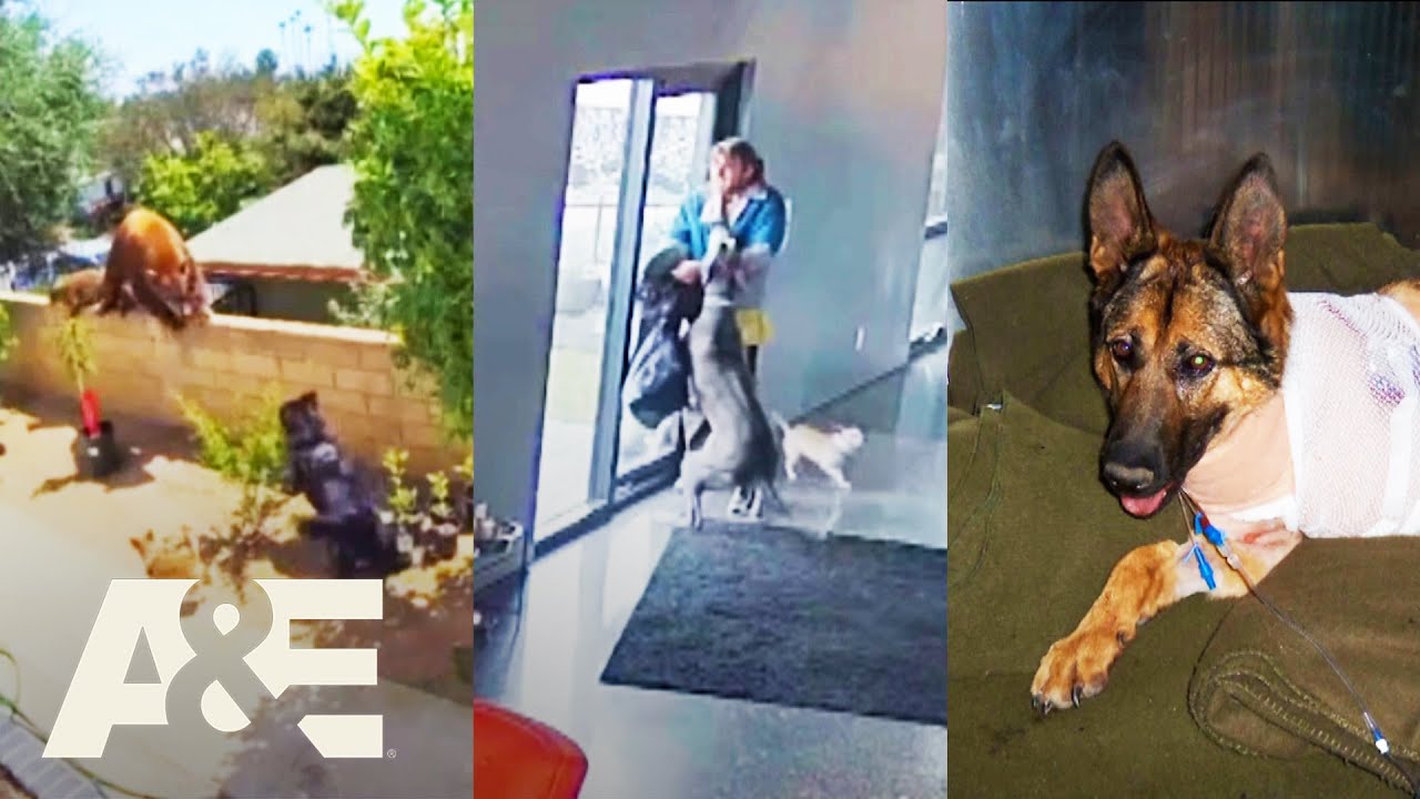 An Animal Saved My Life: BEST Moments of 2025 *Compilation* | A&E