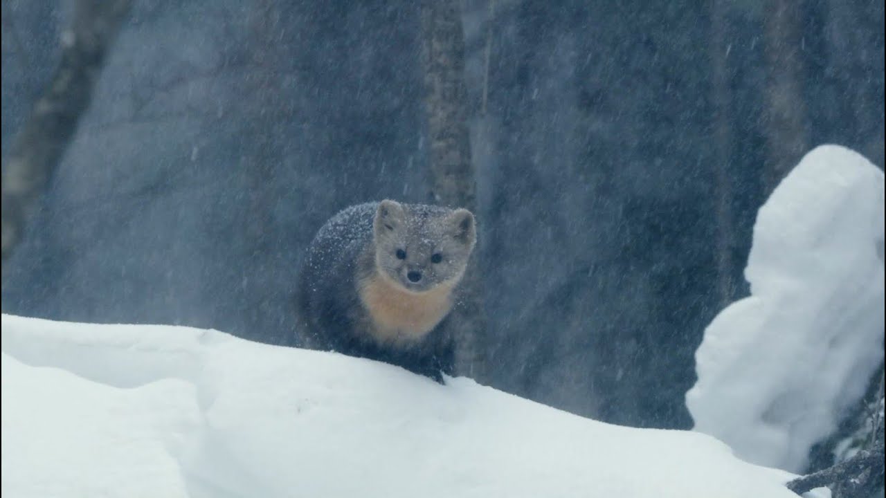 China in Its Natural Glory: Winter   Life in Greater Xing&rsquo;an Range&rsquo;s Snowy Forests