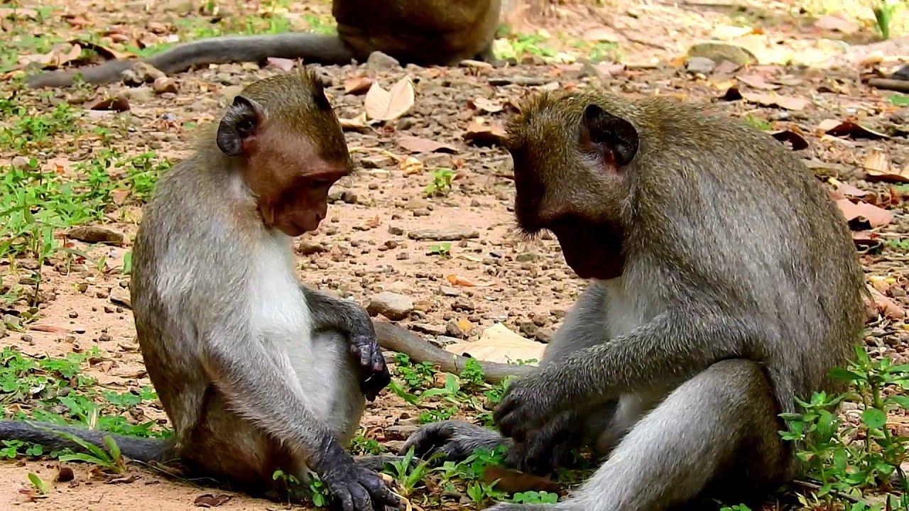 Oh Dear Poor Baby Monkey Janet Feels Itchy, Coz Ant Bite Her|Pity On Poor Baby Janet