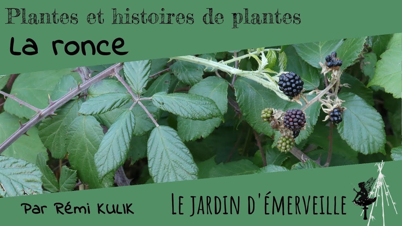 La ronce