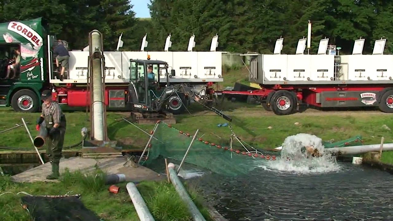 Getting ready and loading fish on truck