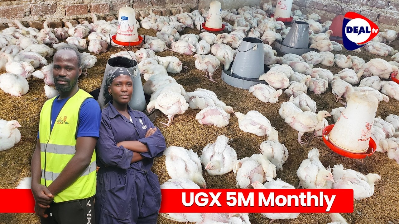 How to Make UGX 5 Million Monthly from Broiler Chicken Farming | Meek Poultry Farm