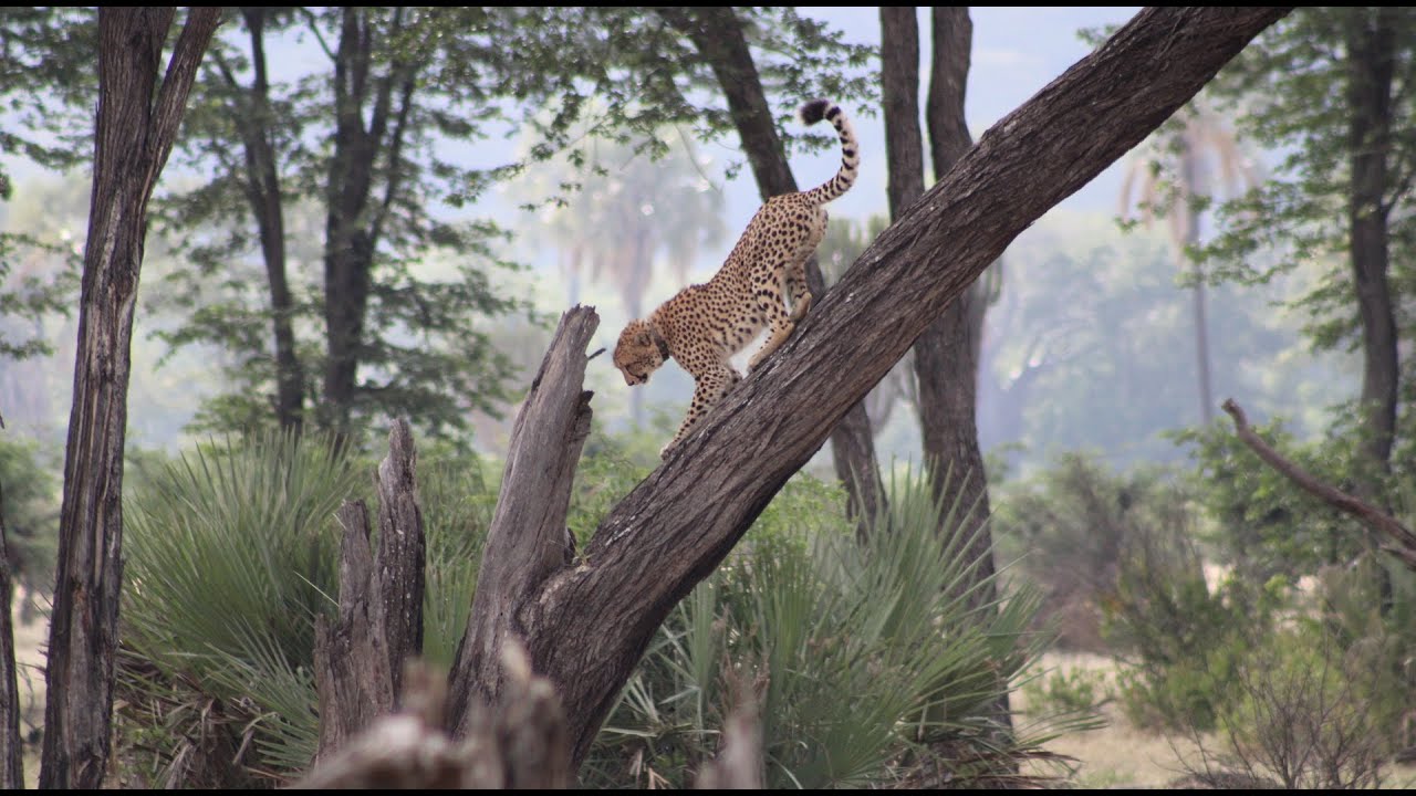 A once-in-a-lifetime experience in Liwonde National Park