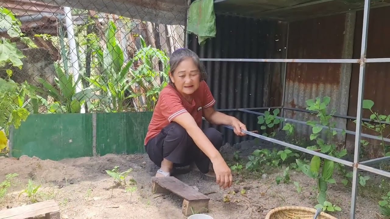 Buổi sáng hai cháu ra cắt rau càng cua với chín trầu.Chín Trầu Vlog#353