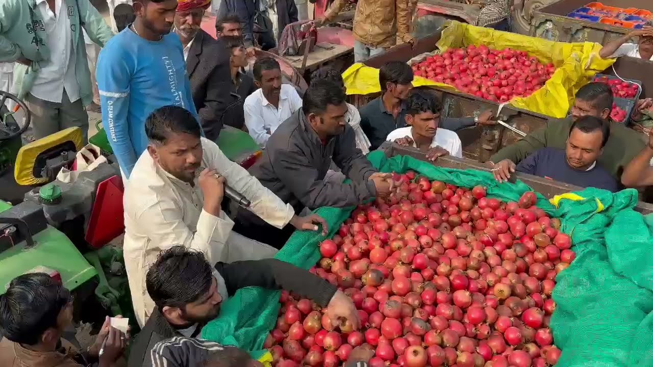 जीवाणा अनार मंडी के ताजा भाव, मारुती कृपा अनार मंडी 20-12-24